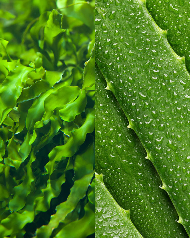 Seaweed Cleansing Lotion Toner