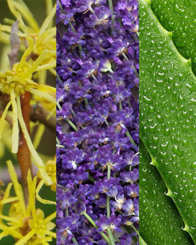 Witch Hazel & Lavender Toner
