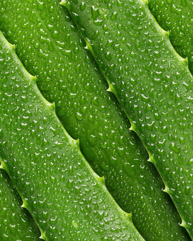 Aloe Vera Toner